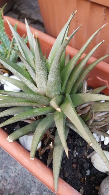  - Suculente si cactusi 2018 - 2019