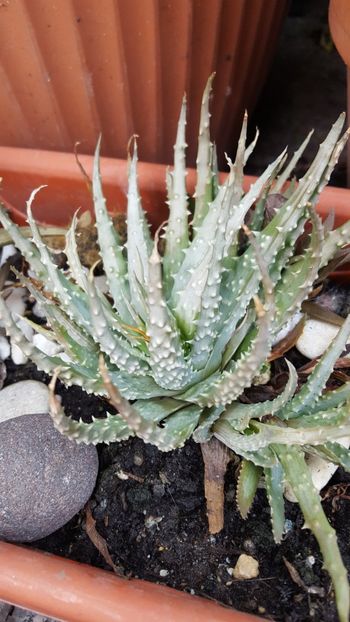  - Suculente si cactusi 2018 - 2019