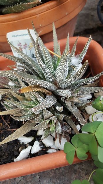  - Suculente si cactusi 2018 - 2019