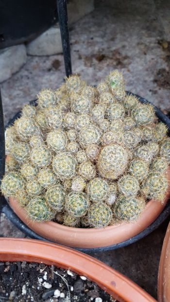  - Suculente si cactusi 2018 - 2019