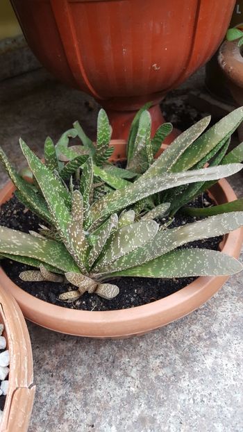  - Suculente si cactusi 2018 - 2019