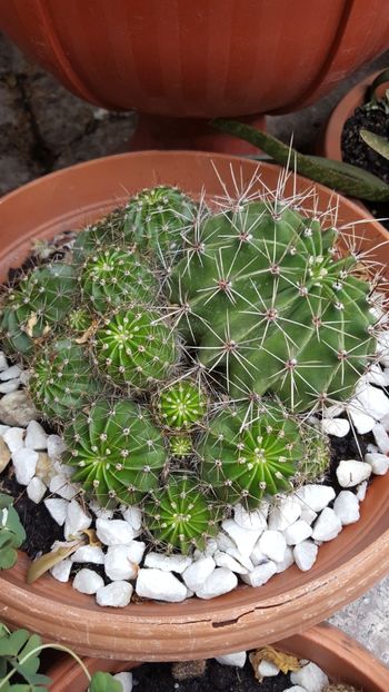  - Suculente si cactusi 2018 - 2019