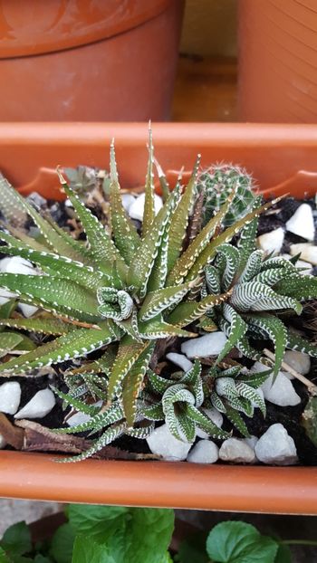  - Suculente si cactusi 2018 - 2019