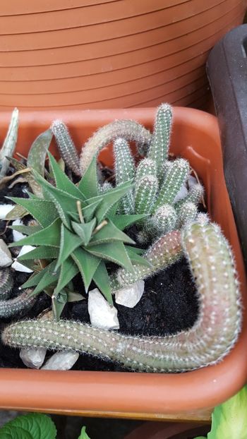  - Suculente si cactusi 2018 - 2019