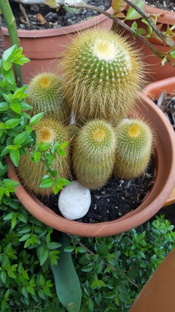  - Suculente si cactusi 2018 - 2019