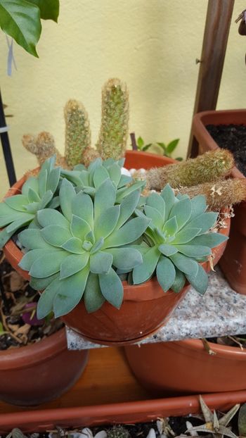  - Suculente si cactusi 2018 - 2019