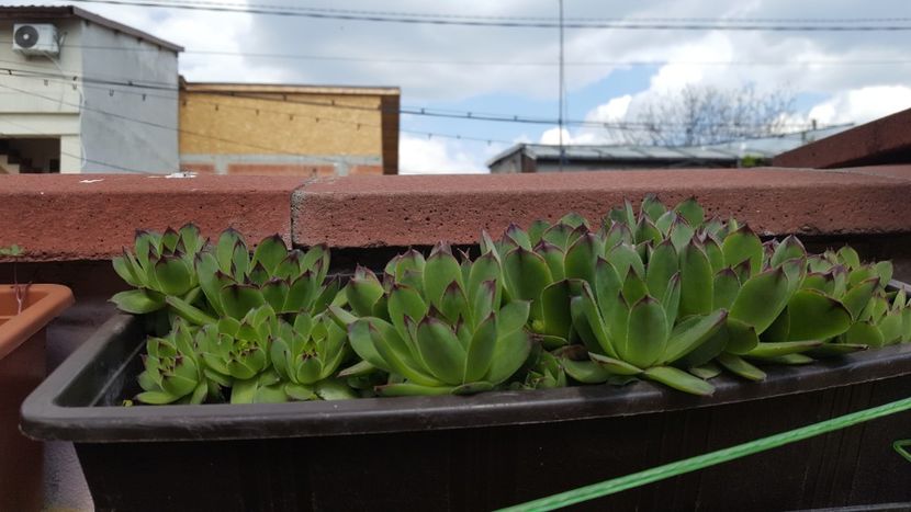  - Suculente si cactusi 2018 - 2019