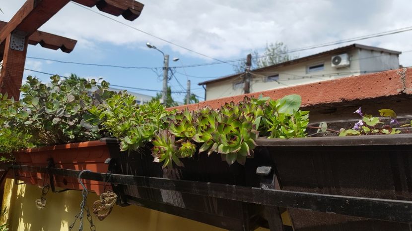  - Suculente si cactusi 2018 - 2019