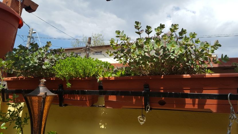  - Suculente si cactusi 2018 - 2019