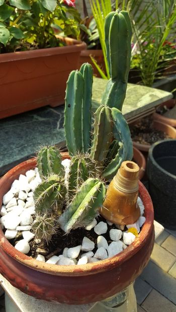  - Suculente si cactusi 2018 - 2019