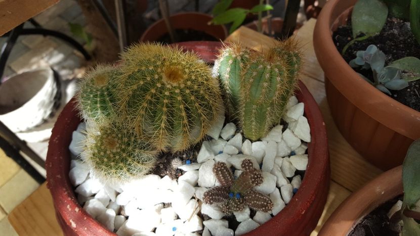  - Suculente si cactusi 2018 - 2019
