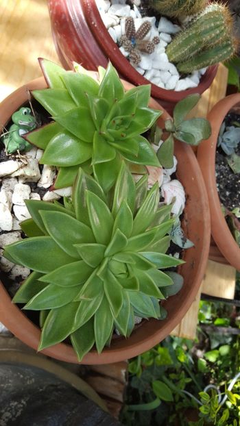  - Suculente si cactusi 2018 - 2019