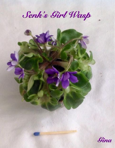  - Senk s Girl Wasp