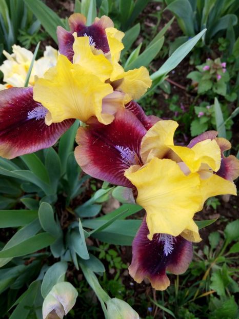 F - Colectia mea de irisi pitici in 2019-2020