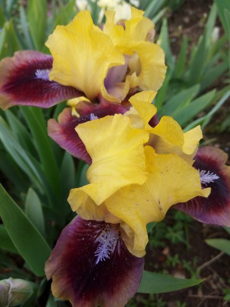  - Colectia mea de irisi pitici in 2019-2020