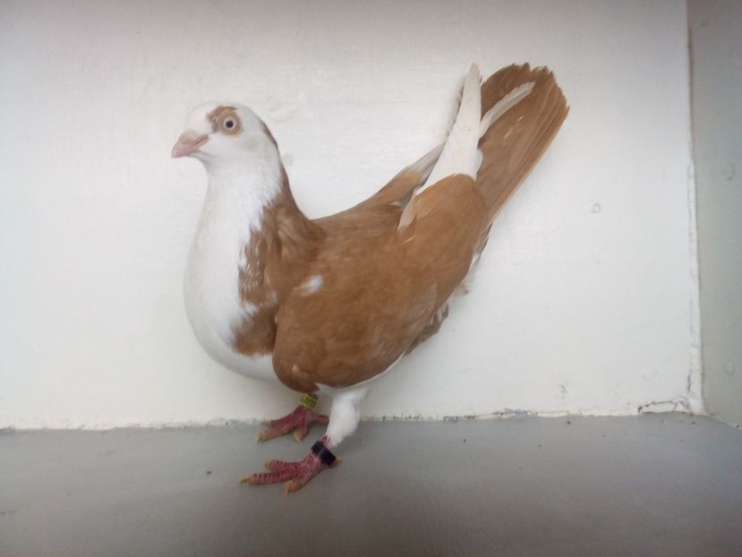  - jucatori de galati pe galben