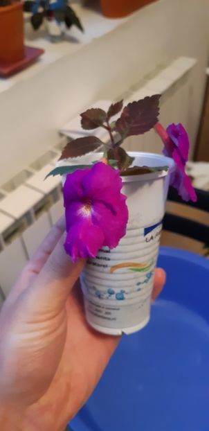 Gingasie - Achimenes 2019