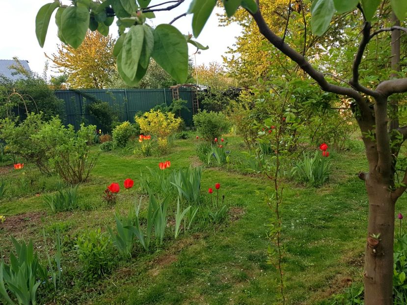  - 2019 Idilic garden