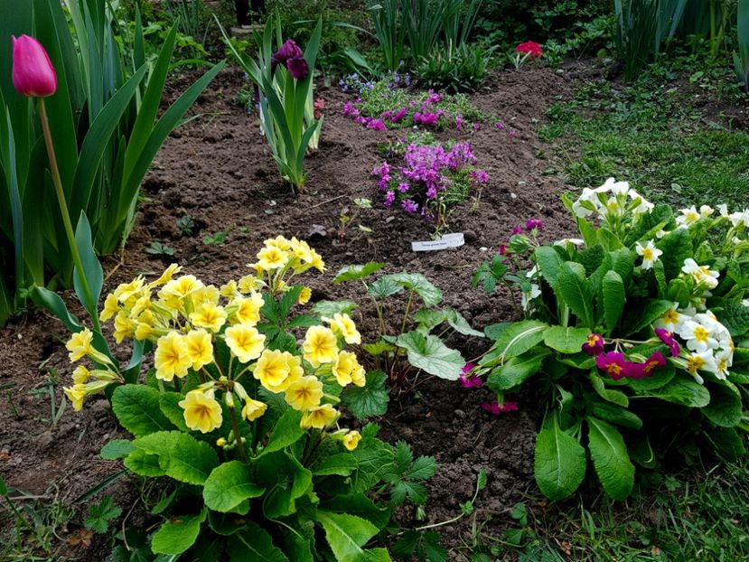 Iris pitic Chery garden - 2019 Gradina Pridvor