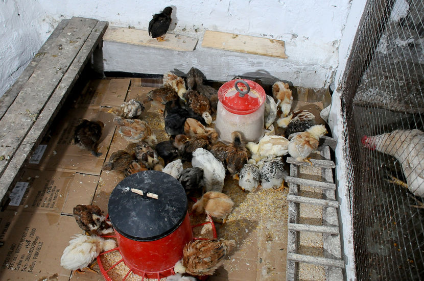  - 01 Pui 2019 tura 1