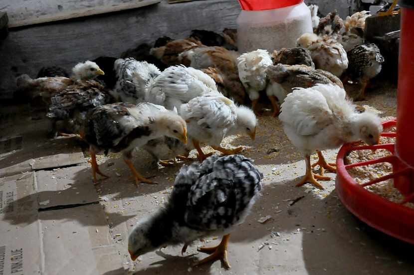  - 01 Pui 2019 tura 1