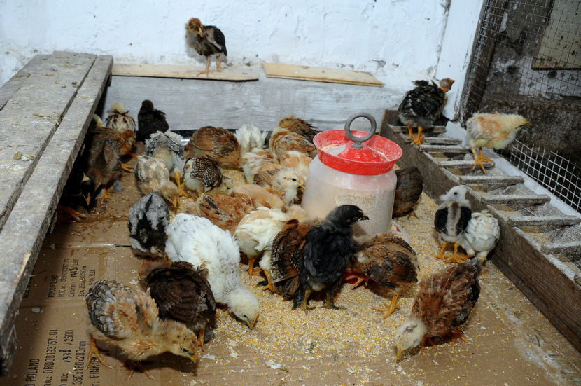  - 01 Pui 2019 tura 1