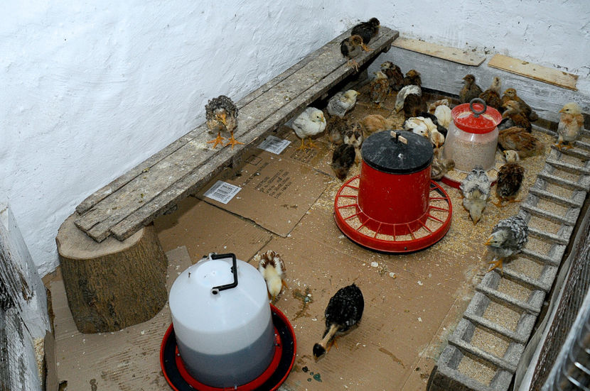  - 01 Pui 2019 tura 1