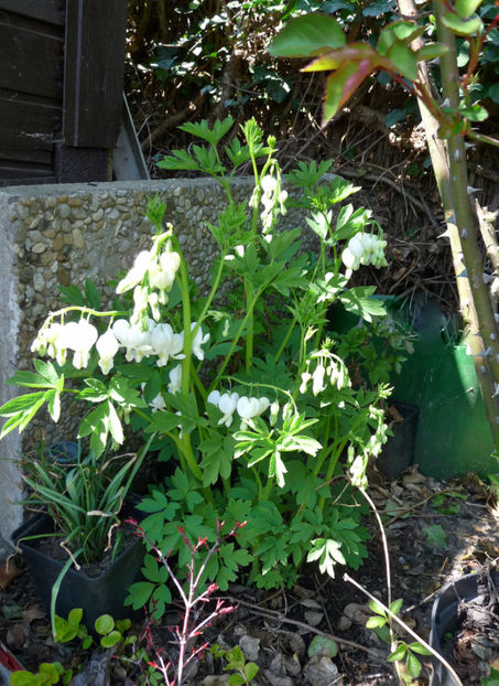  - 2019 - 01 - Primavara