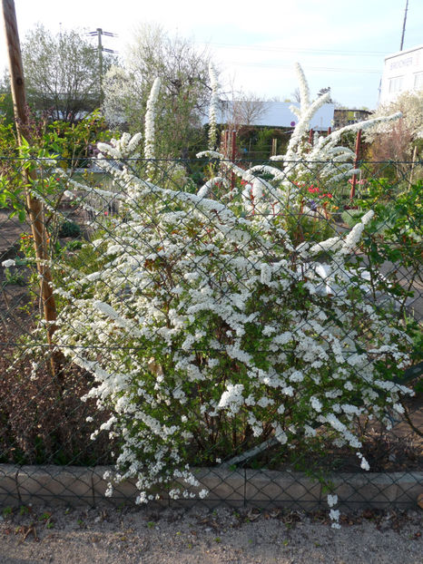  - 2019 - 01 - Primavara