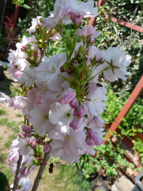  - 2019 - 01 - Primavara