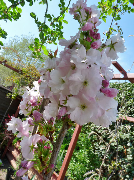  - 2019 - 01 - Primavara