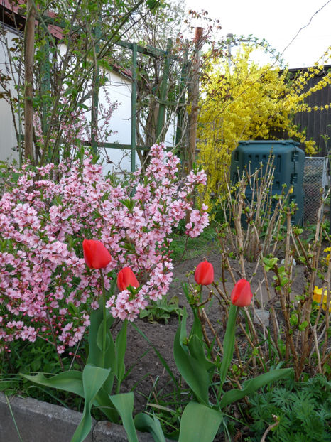  - 2019 - 01 - Primavara