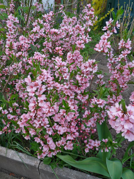  - 2019 - 01 - Primavara