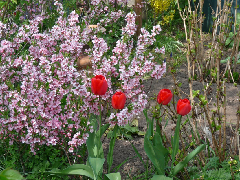  - 2019 - 01 - Primavara