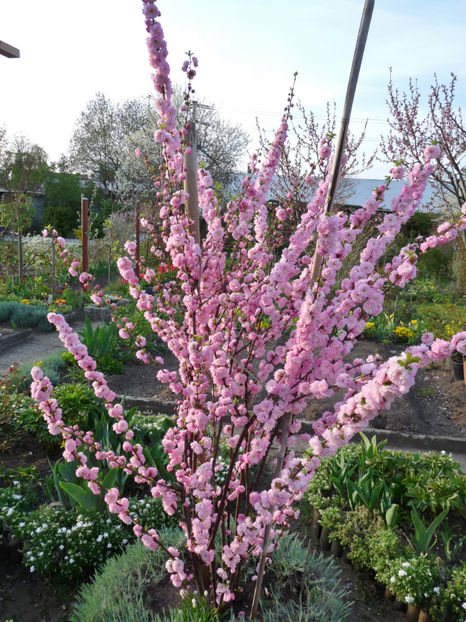  - 2019 - 01 - Primavara