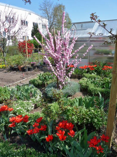  - 2019 - 01 - Primavara