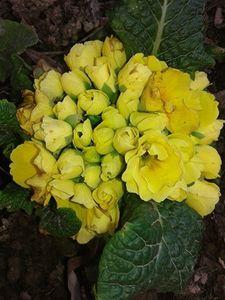 Primula cu flori duble - plante de primavara