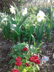 narcise si banutei rosii - plante de primavara