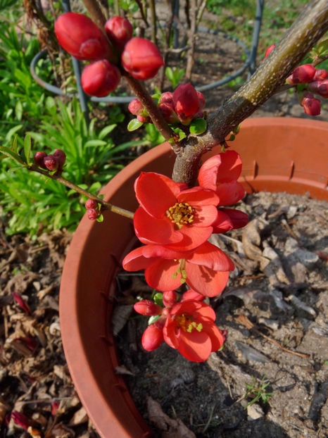  - 2019 - 01 - Primavara