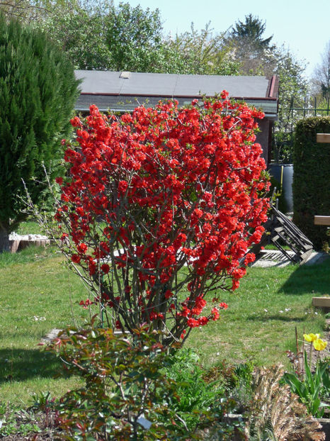  - 2019 - 01 - Primavara