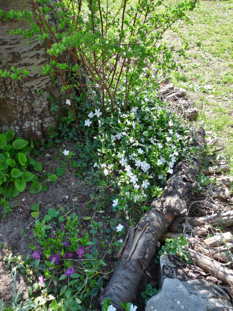  - 2019 - 01 - Primavara