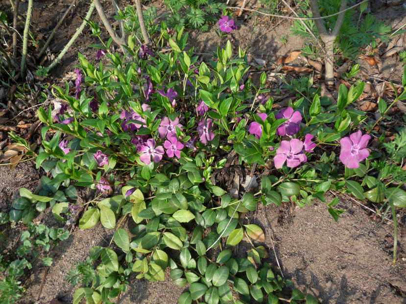  - 2019 - 01 - Primavara