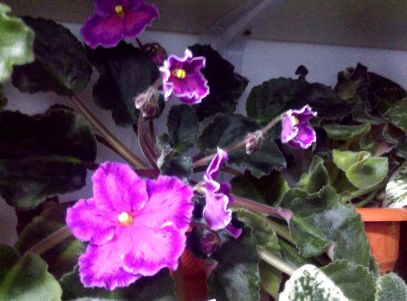  - Sunset Kiss de la Bogdan