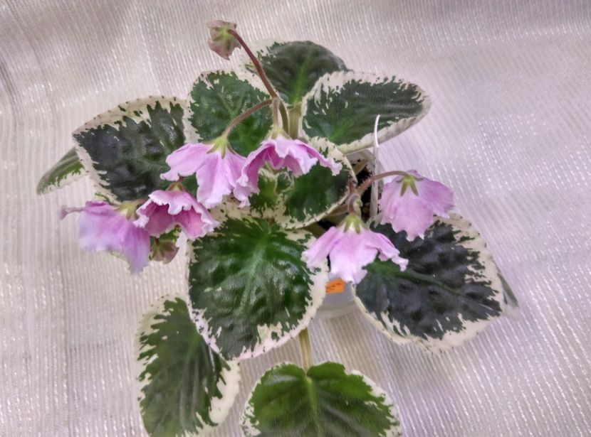  - Buckeye Ice Breaker de la Bogdan