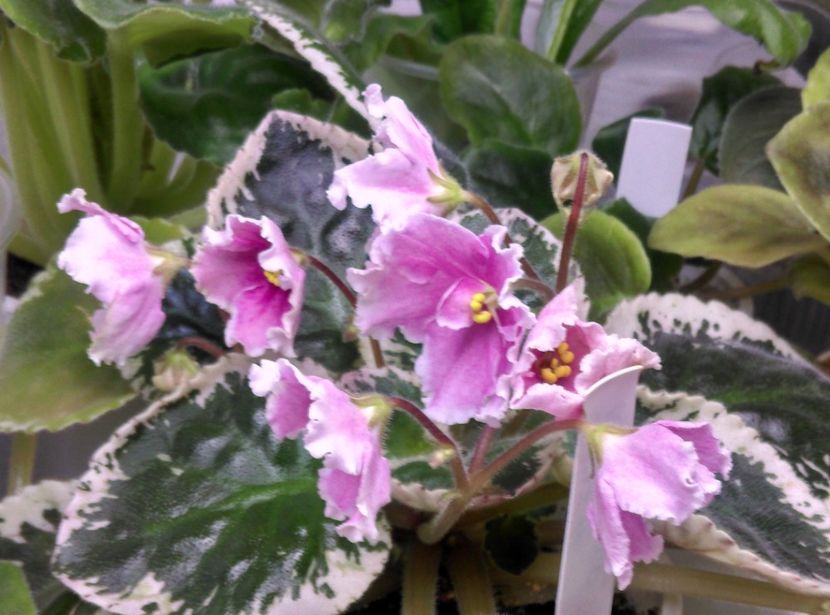  - Buckeye Ice Breaker de la Bogdan