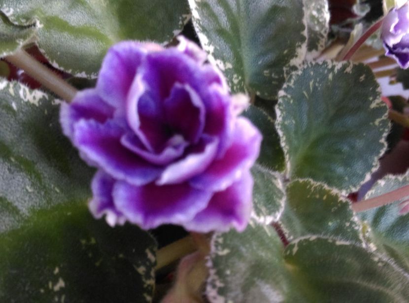  - LE Adagio de la Ana Maria