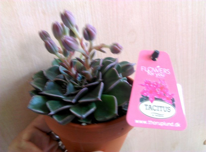  - Cactusi si suculente 2019