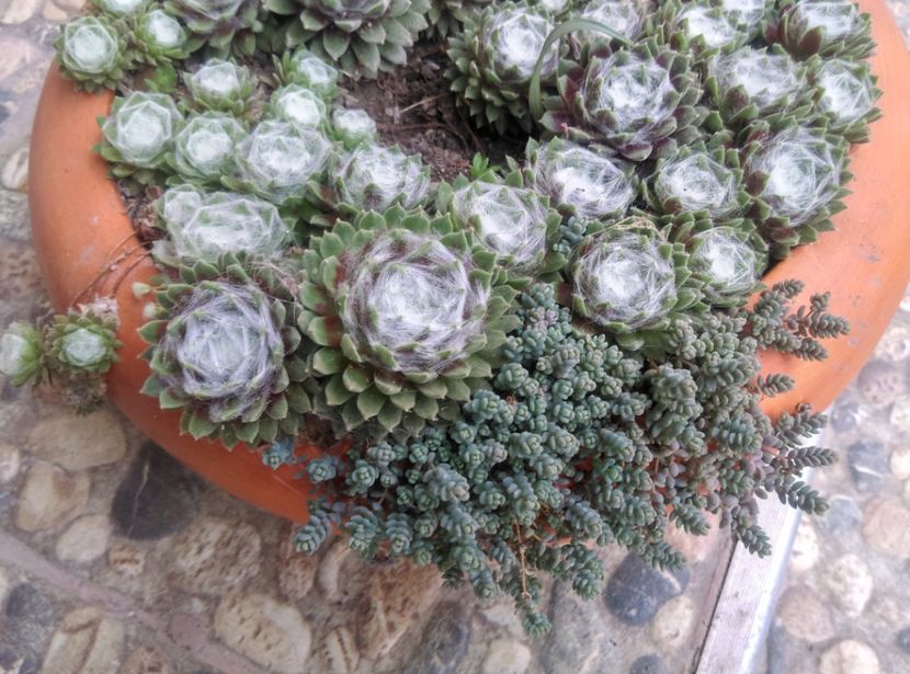  - Cactusi si suculente 2019