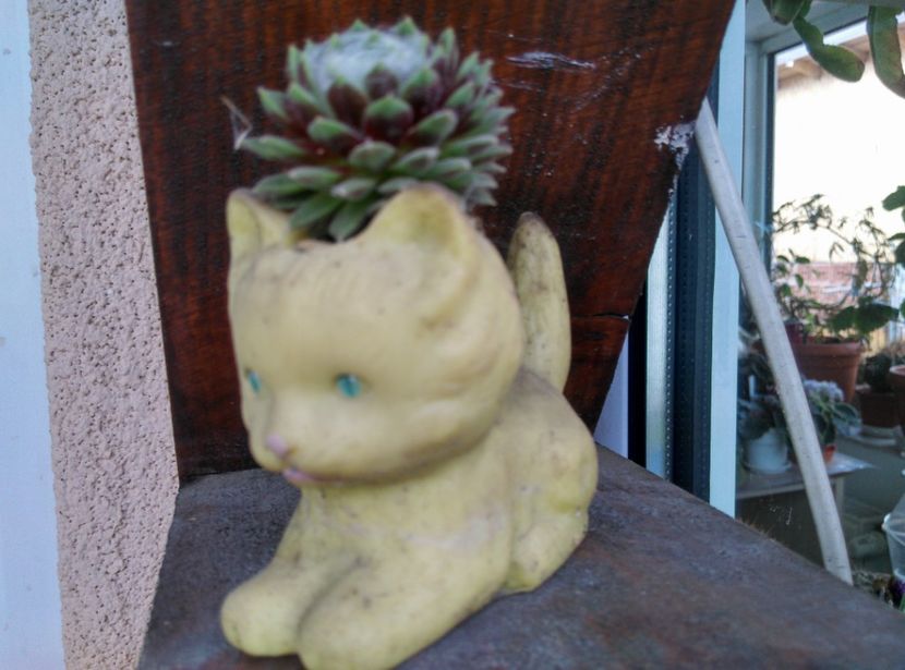  - Cactusi si suculente 2019