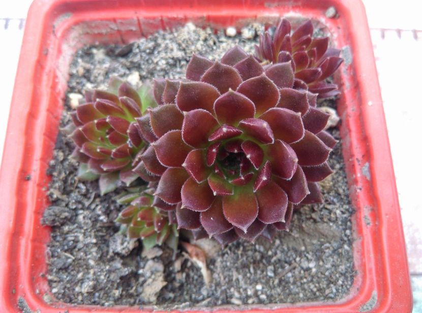  - Cactusi si suculente 2019